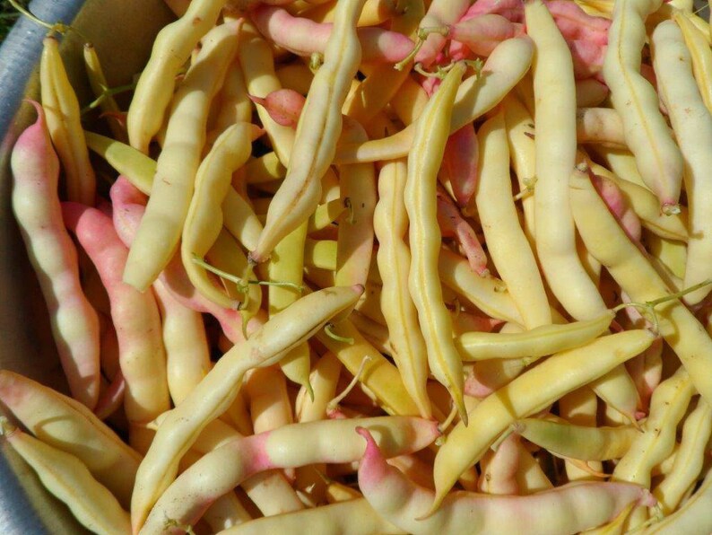 Heirloom Pink Tipped Half Runner Beans seed Etsy