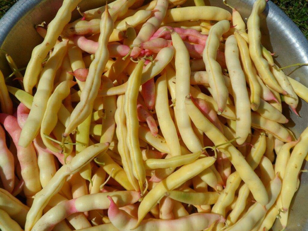 Heirloom Pink Tipped Half Runner Beans seed Etsy