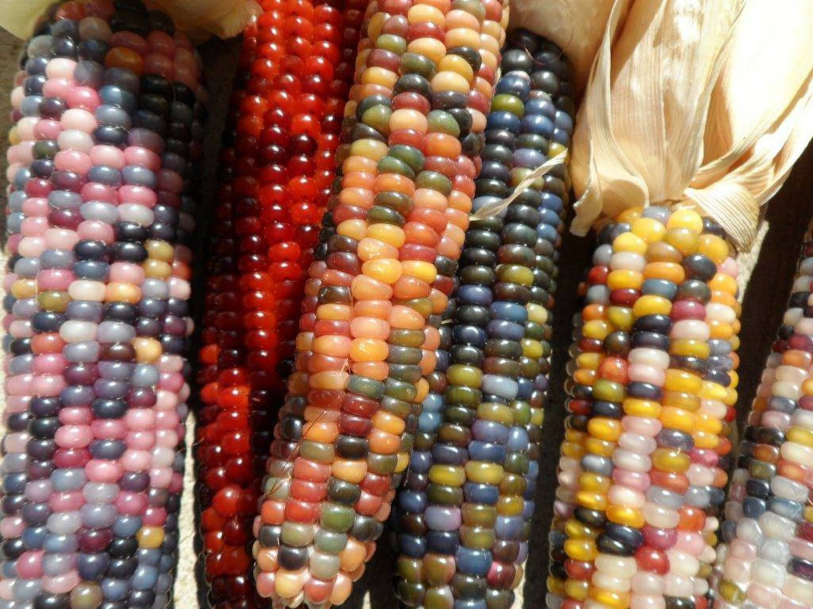 150 Cherokee Glass Gem Indian Corn Seeds. Non GMO Heirloom Etsy