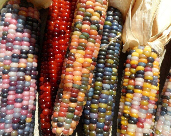 150 Cherokee Glass Gem Indian Corn Seeds. Non GMO Heirloom Etsy