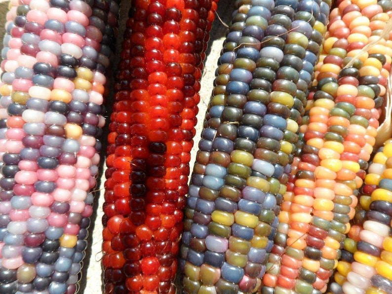 150 Cherokee Glass Gem Indian Corn Seeds. Non GMO Heirloom Etsy