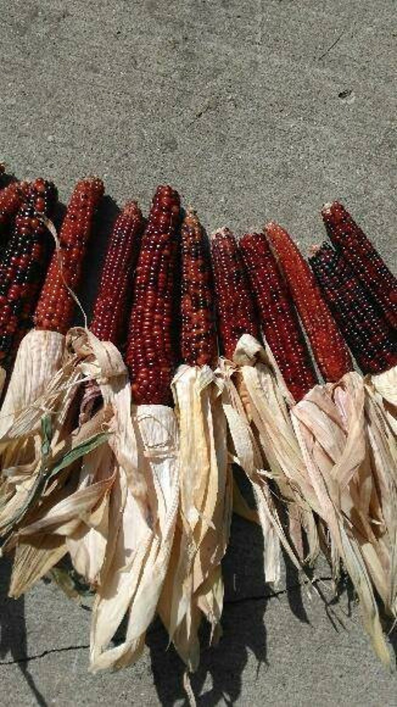 150 Cherokee Glass Gem Indian Corn Seeds. Non GMO Heirloom Etsy