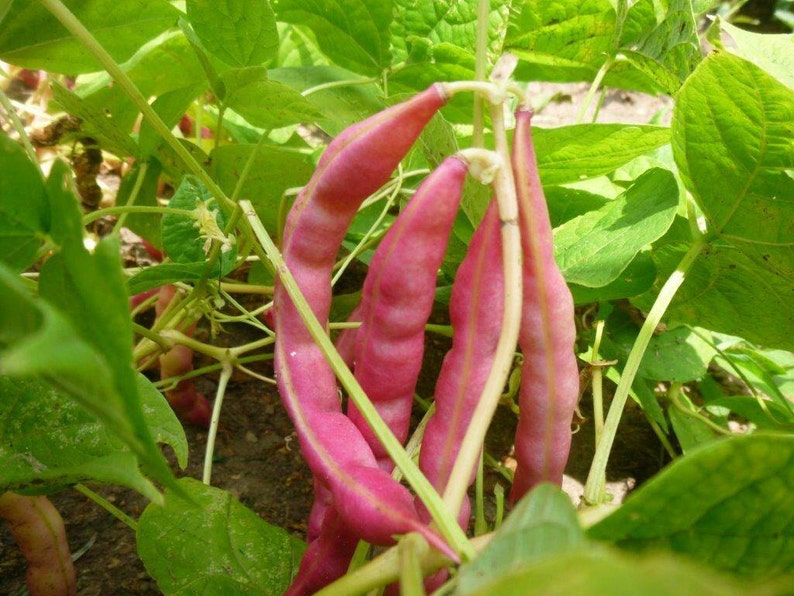 Heirloom Pink Tipped Half Runner Beans seed Etsy