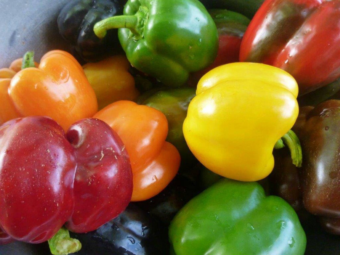 50 Heirloom Bell Pepper Seeds.Mixed colors | Etsy