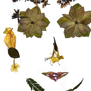 May include: A floral art piece made with pressed flowers and leaves. The piece features a face-like design with flowers forming the eyes, nose, and mouth.