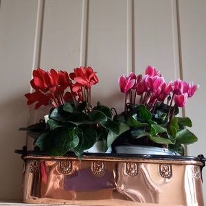 Könnte beinhalten: Zwei Topfpflanzen mit Cyclamen, eine mit roten Blüten und eine mit rosa Blüten, in einem Kupfertopf mit dekorativen Akzenten.