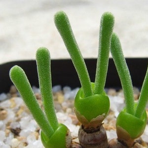 May include: Close-up of a small succulent plant with multiple green stems and bulbous bases. The plant is growing in a pot filled with white gravel.