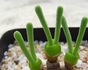 MONILARIA moniliforme 10 seeds Rare Cactus Succulent Plant Flower