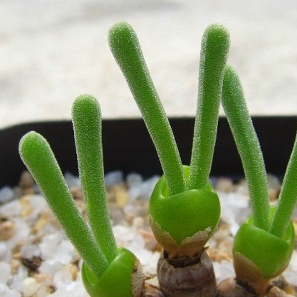 MONILARIA moniliforme 10 seeds Rare Cactus Succulent Plant Flower
