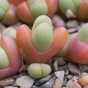 May include: Close-up of a group of small, fleshy, pink and green succulent plants. The plants have a unique, rounded shape and are arranged in a cluster.