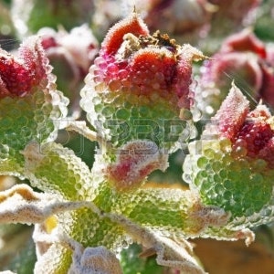 May include: Close-up of a green and red succulent plant with small, round, translucent leaves. The plant has a unique, textured appearance.
