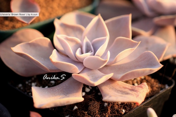 Carino Succulente Idea Regalo Arredo Casa Cactus Giardino Di Piante Grasse 10 Semi Di Echeveria Prolifica Piante Esotica Rara Succulente Fiore Semi Carino Succulente Idea Regalo Arredo Casa Cactus Giardino Di Piante Grasse 10 Semi Di Echeveria Prolifica Piante Esotica Rara Succulente Fiore Semi