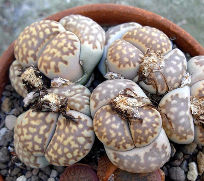 Живые камни семена. Литопс Фуллера. Литопс dorotheae. Lithops Julii fulleri. Lithops Julii SSP. Fulleri v. brunnea c 179.