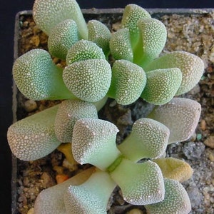 Aloinopsis luckhoffii 10 seeds Rare Cactus Succulent Plant Flower