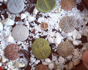 Lithops mélangé 20 graines rares cactus succulentes pierres vivantes plante jardin