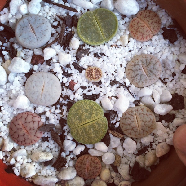 Lithops mixed 20 Seeds Rare Cactus Succulent Living Stones Plant Garden