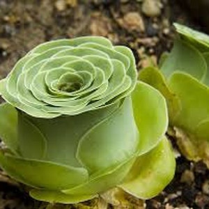 Greenovia aurea Aeonium aureum 10 seeds Rare Cactus Succulent Plant Flower