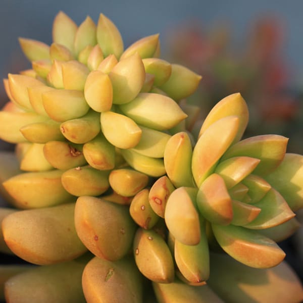 SEDUM adolphii 10 seeds Rare Cactus Succulent Living Stones Plant Flower
