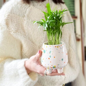 May include: A white ceramic planter with colourful speckles and three legs. The planter is holding a small green plant with long, thin leaves.