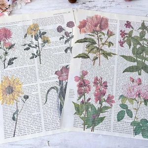 Könnte beinhalten: Zwei Vintage-Buchseiten mit floralen Illustrationen. Eine Seite zeigt eine Sonnenblume und andere Blumen in Rosa, Gelb und Rot. Die andere Seite hat rosa und rote Blumen. Die Seiten sind vor einem weißen Holzhintergrund angeordnet.