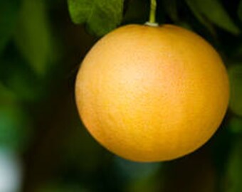 Pink Grapefruit essential oil