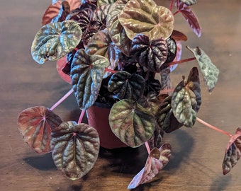 Peperomia "Ripple Red", Exact Plant, 3" Pot Size