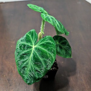 Philodendron Verrucosum, Exact Plant, 2" Pot Size, Red Backed, Fuzzy Petiole, Veiny Foliage