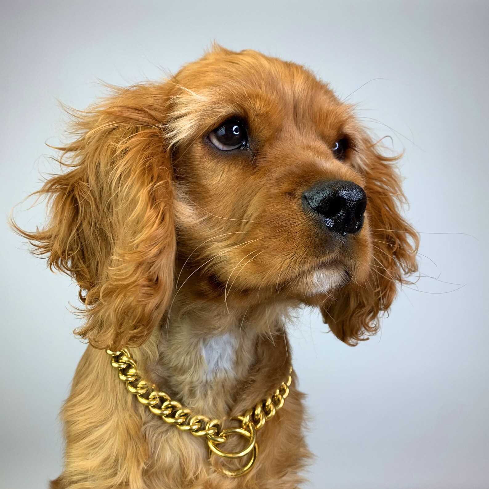 BOSS PAWZ alpha Gold Choke Chain Dog Collar Welded Etsy