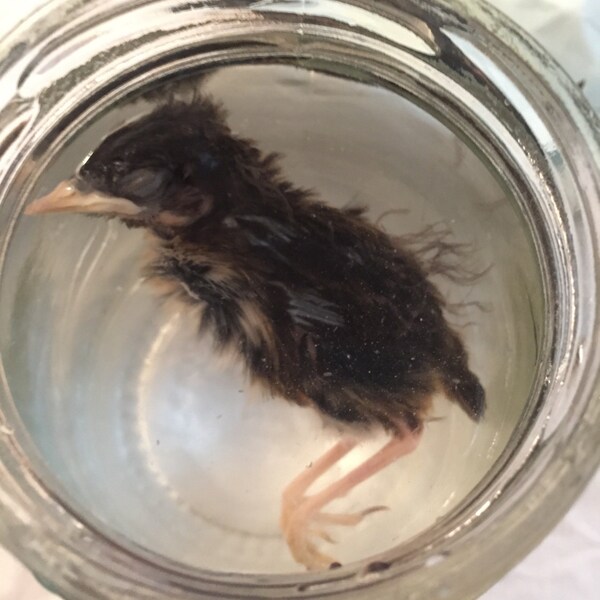 Wild chick wet specimen