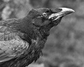 Blanco y negro, fotografía de naturaleza, retrato de cuervo negro, decoración de la pared gótica, fotografía de aves, oscuro Fine Art Print, impresión de cuervo