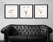 Red Fox Nature Photography, Animal Portrait Wildlife Art Prints, Set of 3 Square Prints, Woodland Nursery Art, Wall Art Prints, Nature Gift