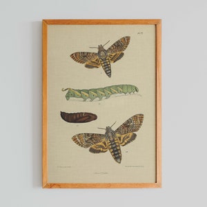 Mariposa da cabeça da morte | Aquerontia Átropos | Gráfico de borboletas | Ilustração de borboleta vintage | Carta Botânica | Pôster de Biologia