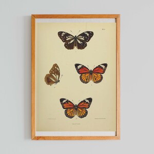 borboleta pôster | Ilustração de borboleta vintage | Arte de parede para impressão no outono | Borboleta Monarca | Impressões botânicas antigas | Carta Botânica