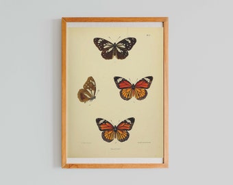 Butterfly Poster | Vintage Butterfly Illustration | Fall Printable Wall Art | Monarch Butterfly | Antique Botanical Prints | Botanical Chart