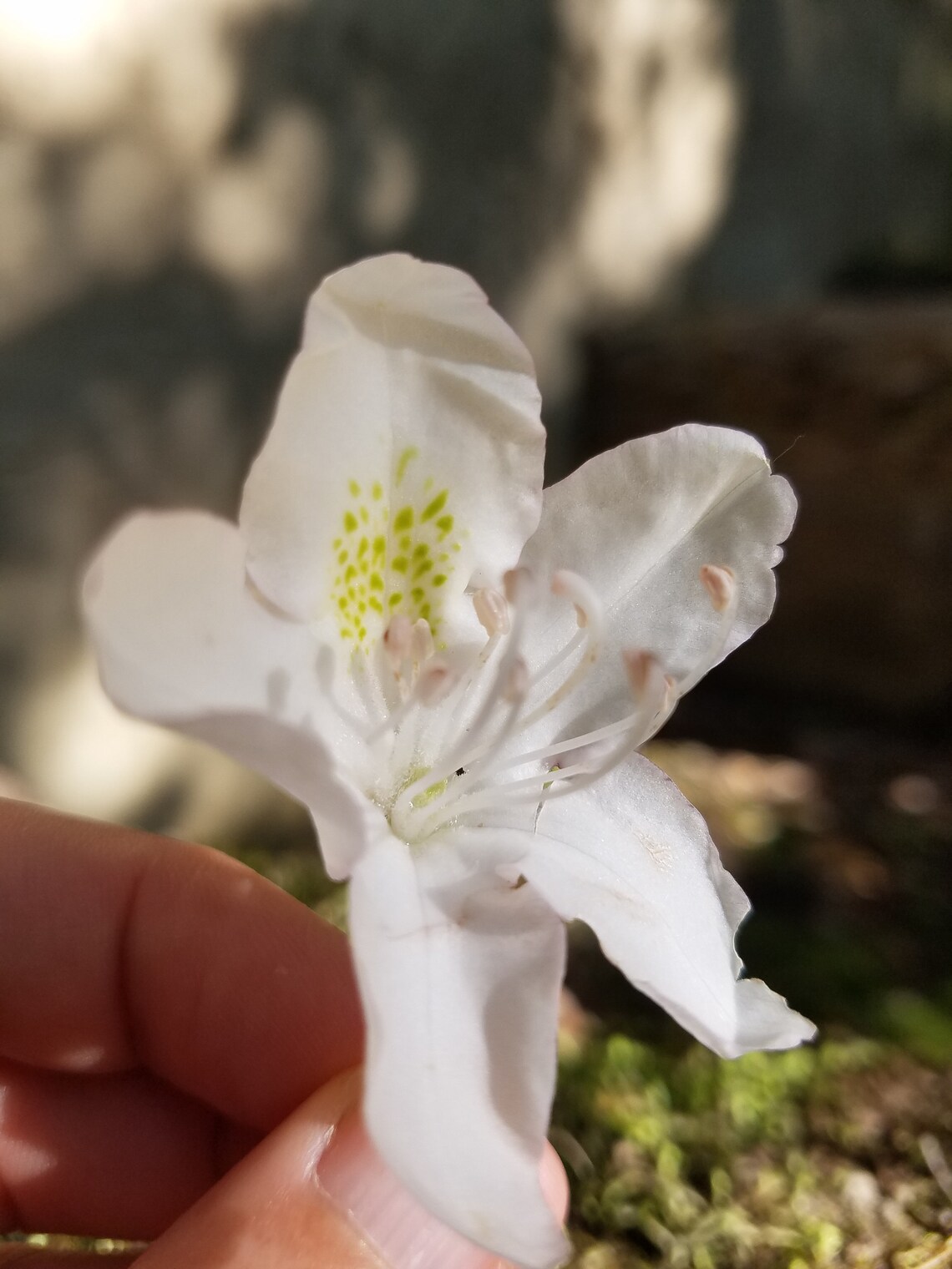 LIFEGUARD Evolution Liver Cleanse Flower Essence & Detox Etsy Australia