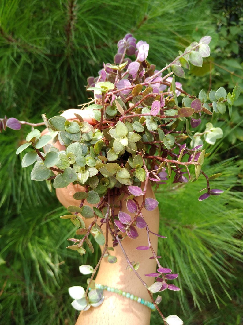 Callisia Repens 'Turtle Vine' Bolivian Jew Plant Etsy