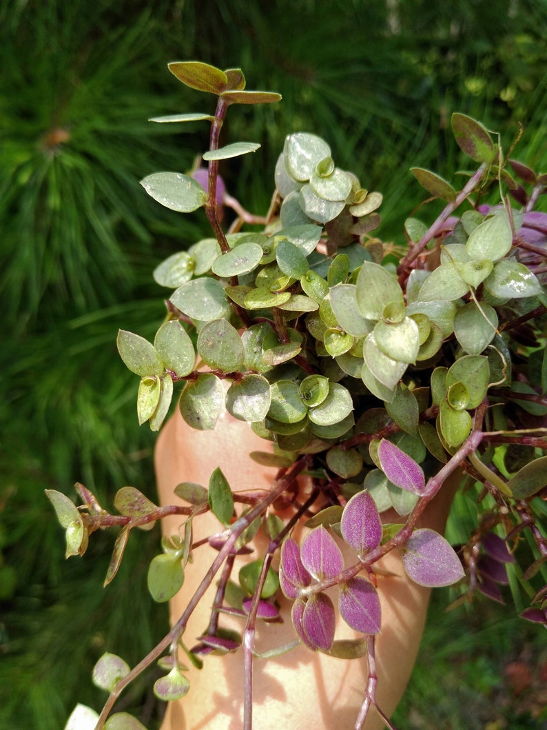 Callisia Repens �Turtle Vine� Bolivian Jew Plant Etsy