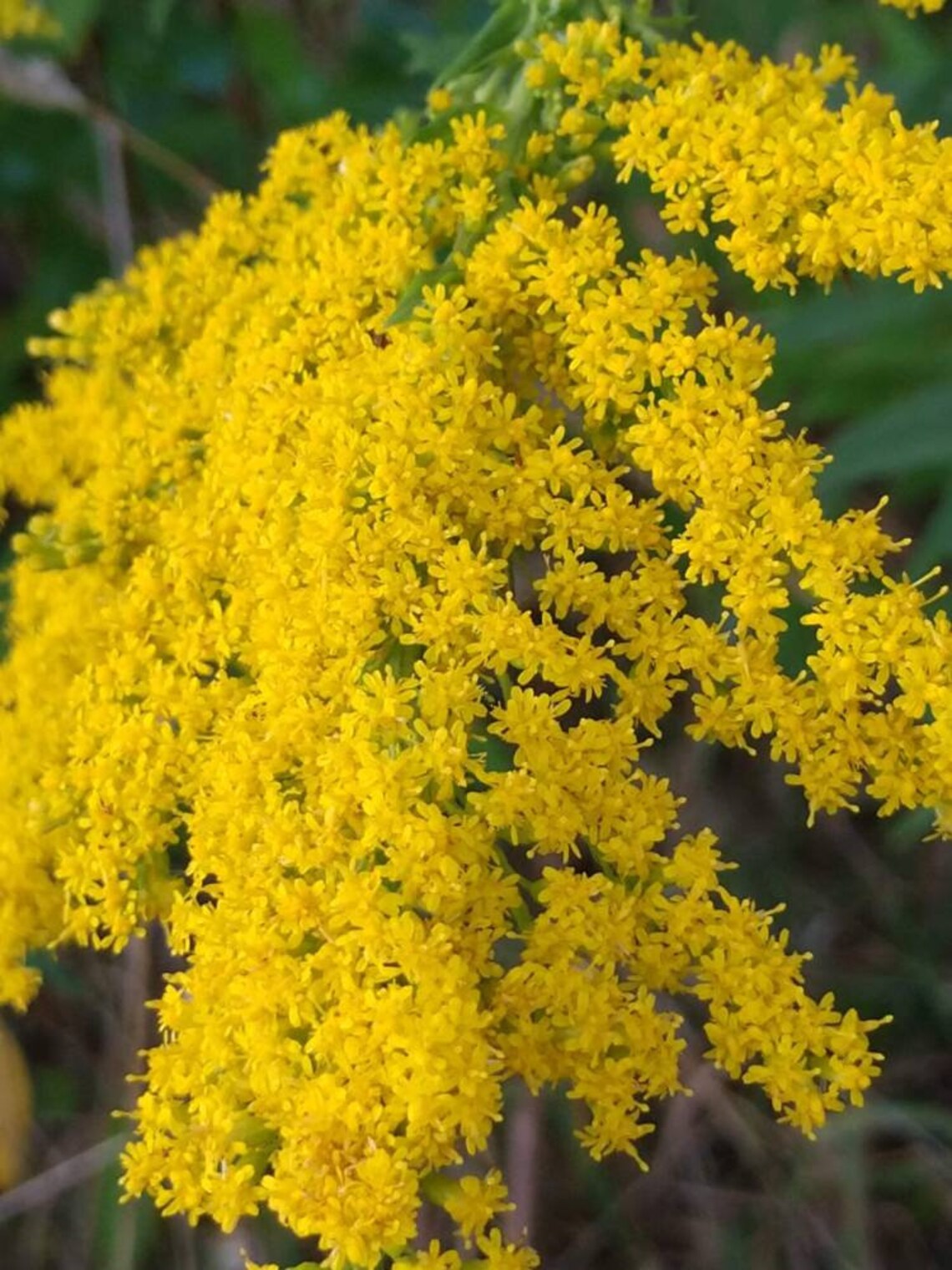Canada Goldenrod 2 Live Plants PREORDERING for APRIL. Etsy