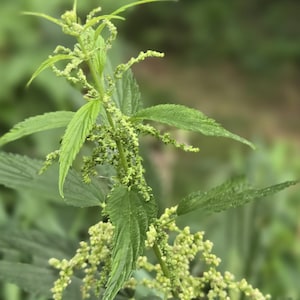 Brennessel Tee - Immunsystem.