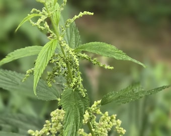 Stinging Nettles Tea - Immune System.