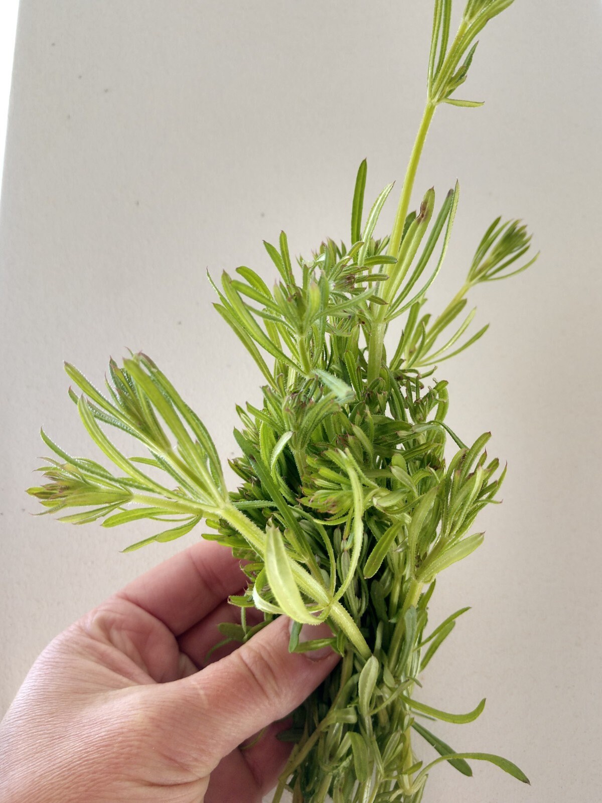 Cleavers Succus lymphatic cleanse syrup Etsy