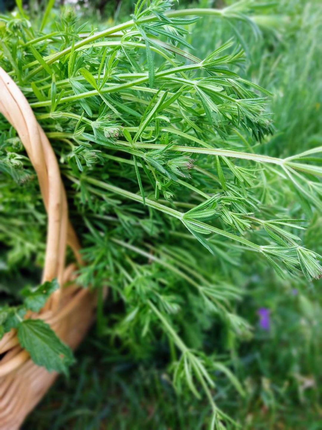 Cleavers Herbal Tea Metabolic Cleanse Tea Etsy