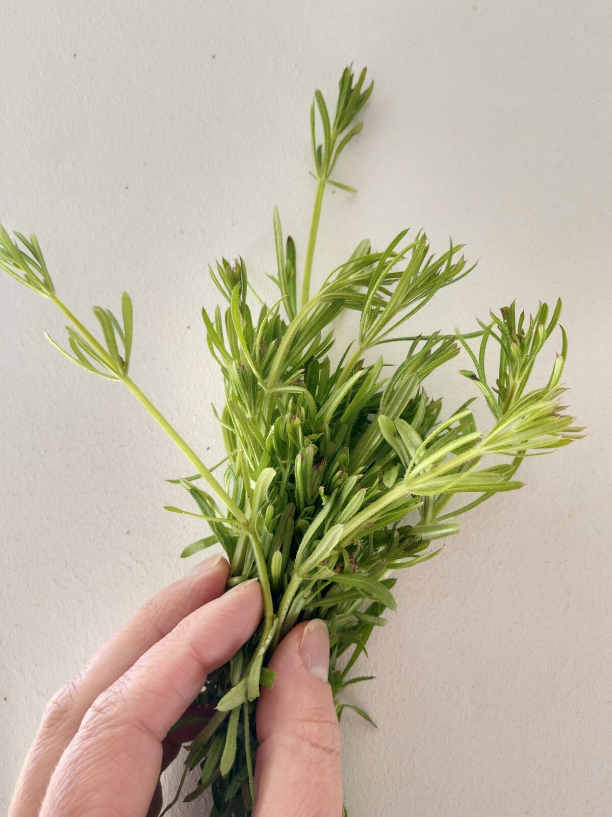 Cleavers Succus lymphatic cleanse syrup Etsy