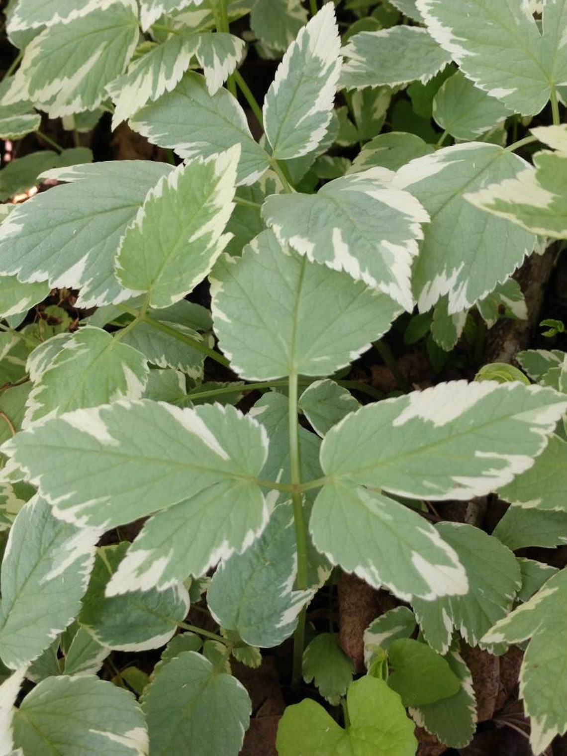 Ground Elder Variegated Goutweed perennial Etsy