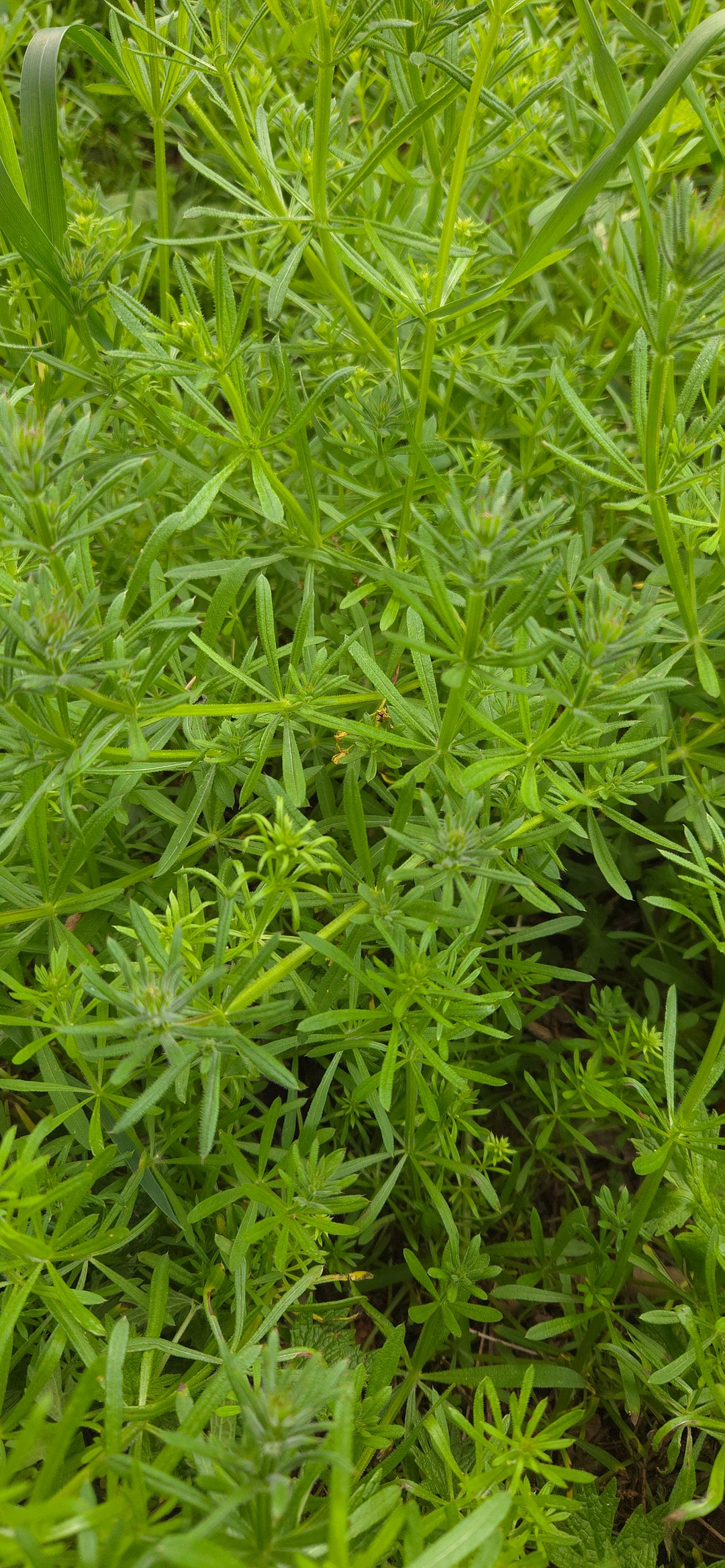 Organic Cleavers Succus cleavers Plant and Glycerine 2 Fl Oz Etsy