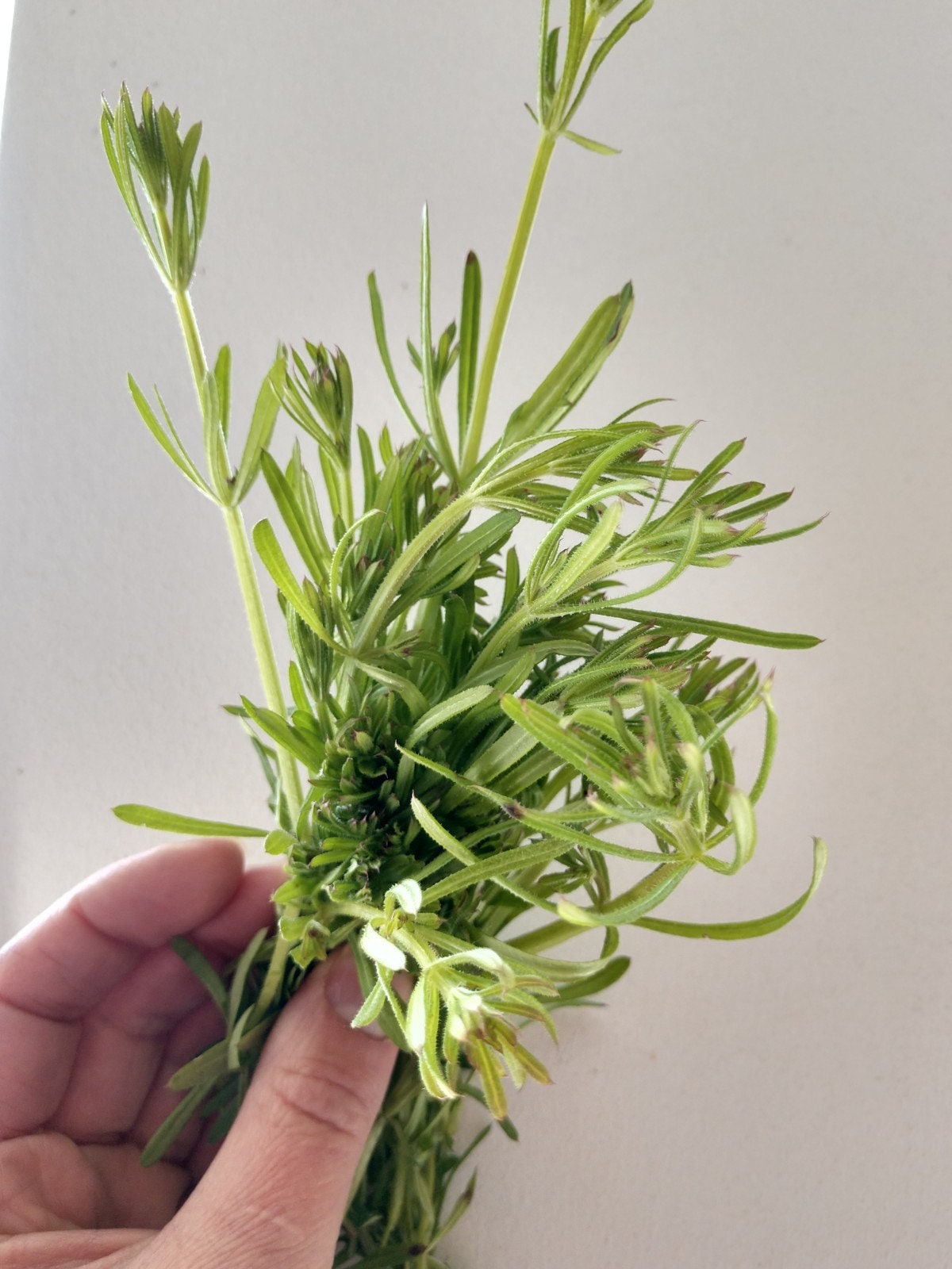 Cleavers Succus lymphatic cleanse syrup Etsy