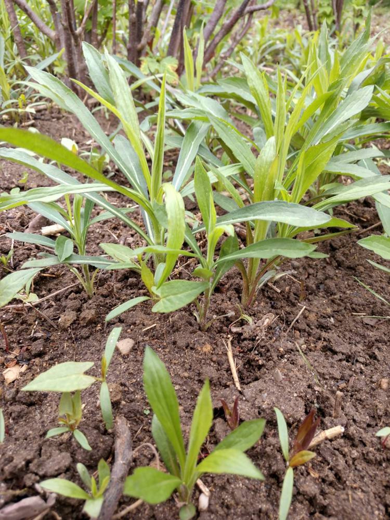 Young Goldenrod plants perennial. Etsy