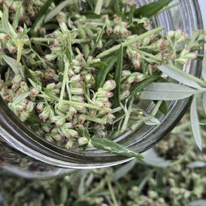 Mugwort Herbal Tincture