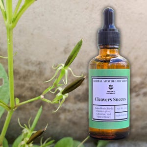 Könnte beinhalten: Eine Glasflasche mit Cleavers Succus Kräuterextrakt und schwarzer Pipette. Das Etikett trägt die Aufschrift "HERBAL APOTHECARY SHOP" und "Cleavers Succus". Daneben grüne Pflanzenstängel und Samenkapseln.