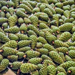 May include: A large collection of small, fresh green pine cones arranged closely together. Each cone features a distinct, textured scale pattern with a pointed tip and a woody base, displaying various shades of vibrant forest green.